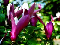 Betty Magnolia