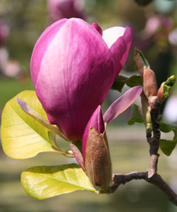 Jane Magnolia
