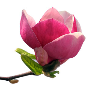 Jane Magnolia