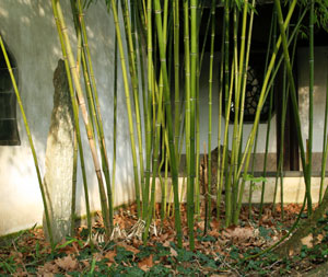 Moso Bamboo Plants for Sale Willis Orchards Orchard