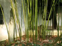 Moso Bamboo Plant