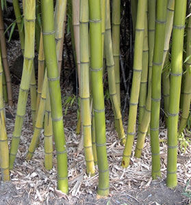 Moso Bamboo Plants for Sale Willis Orchards Orchard