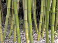 Moso Bamboo Plant