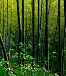 Black Bamboo Trees for Sale