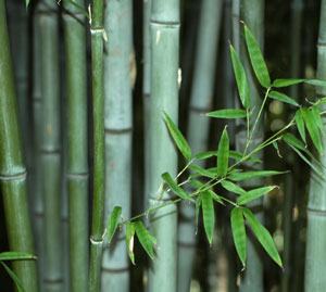 Blue Henon Bamboo Plant