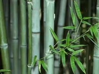 Blue Henon Bamboo Plant