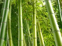 Japanese Timber Bamboo Plant