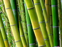 Japanese Timber Bamboo Plant