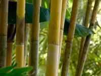 Golden Bamboo Plant