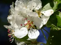 Transcendent Crabapple Tree