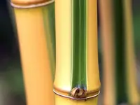 Robert Young Bamboo Plant
