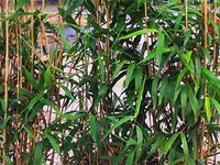 American Native Bamboo Plant