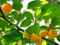 Autumn Royal Apricot Tree