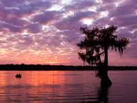 Pond Cypress Tree