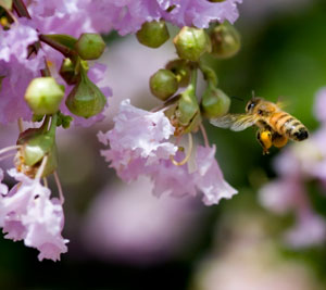 Zuni Crepe Myrtle