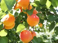 Blenheim Apricot Tree