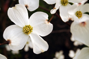 Cornus florida 'Weaver' White Dogwood