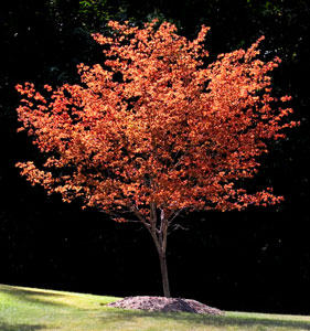 Cornus florida 'Weaver' White Dogwood