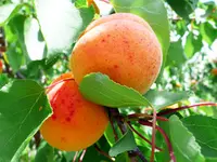 Moorpark Apricot Tree