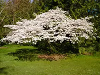 Mount Fuji Flowering Cherry