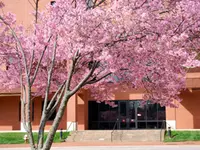 Pink Cloud Flowering Cherry