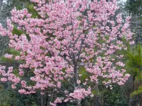Kwanzan Flowering Cherry