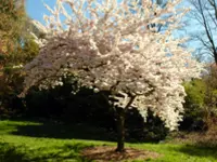 Yoshino Flowering Cherry