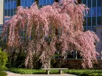 Subhirtella Flowering Cherry