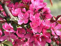 Prairifire Flowering Crabapple