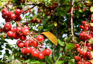 Prairifire Flowering Crabapple