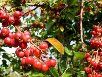 Prairifire Flowering Crabapple