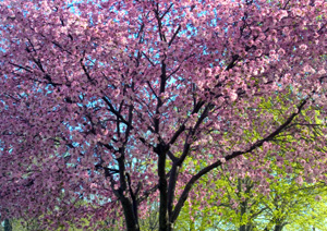 Radiant Flowering Crabapple