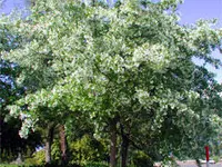 Chinese Fringe Tree