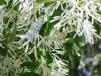 Chinese Fringe Tree