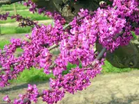 Cercis canadensis 'American Redbud'