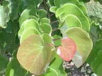 Cercis canadensis 'American Redbud'