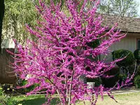Cercis reniformis 'Oklahoma Redbud'