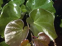 Cercis reniformis 'Oklahoma Redbud'