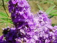 Purple Vitex Tree