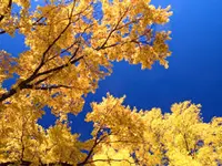 Winged Elm Tree