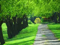 American Elm Tree