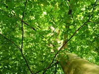 American Elm Tree