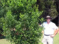 Savannah Holly Tree
