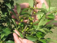 Savannah Holly Tree