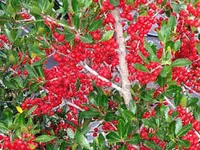 Yaupon Holly Tree