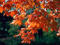Southern Sugar Maple Tree