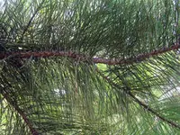 Loblolly Pine Tree