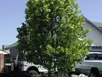 Tulip Poplar Tree