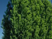 Lombardy Poplar Tree