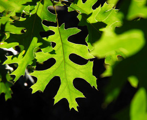 Northern Red Oak Tree